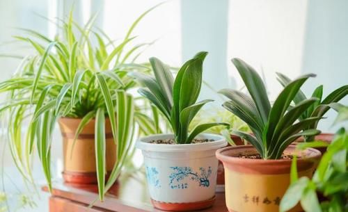 松针收集的足够多，处理方法正确，从此养花再不用掏钱买土、肥