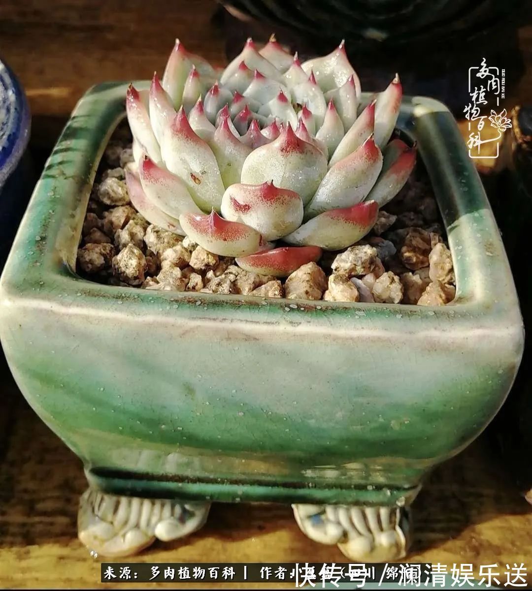 草木|一定要爱着点什么,恰是草木对光阴的柔情!