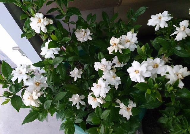 花芽|栀子花不开花怕啥，顺着“暴脾气”，随后爆花苞，一茬又一茬