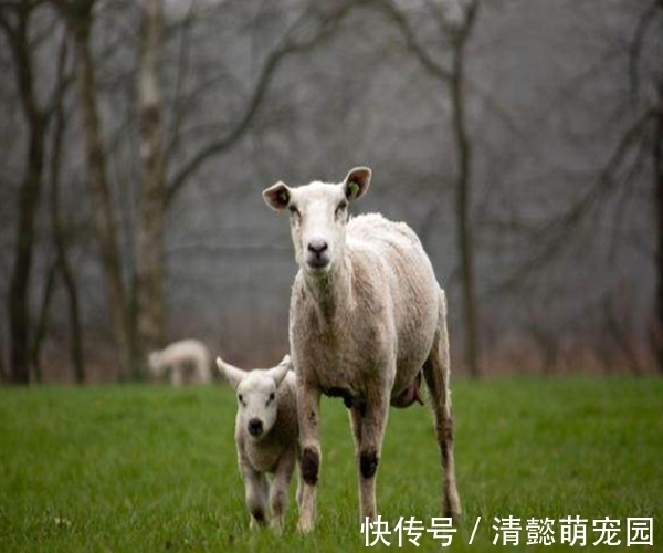 生肖女|一辈子“不缺男人的”4大生肖女，桃花运旺盛，容易受男人追捧