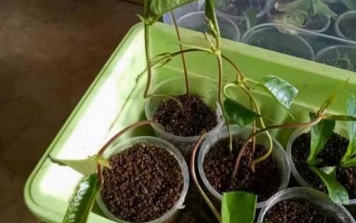 这3种花卉春天扦插最易活，剪一段枝条插土里就行