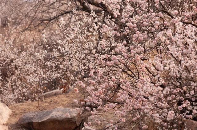 杏花|背靠五莲山！久负赏花盛名，今日一见确实惊叹