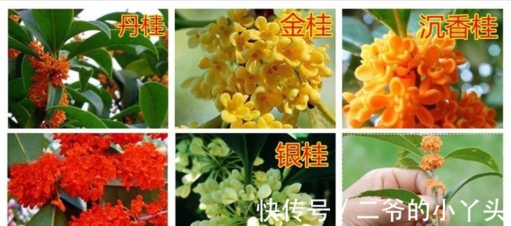 石榴树|家里有院子,就种5种“旺宅树”,观赏收果两不误,吉祥又实用