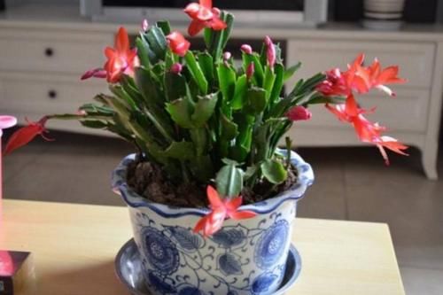 树典型：长寿花、仙客来、蟹爪兰，修剪的“对象”不一样