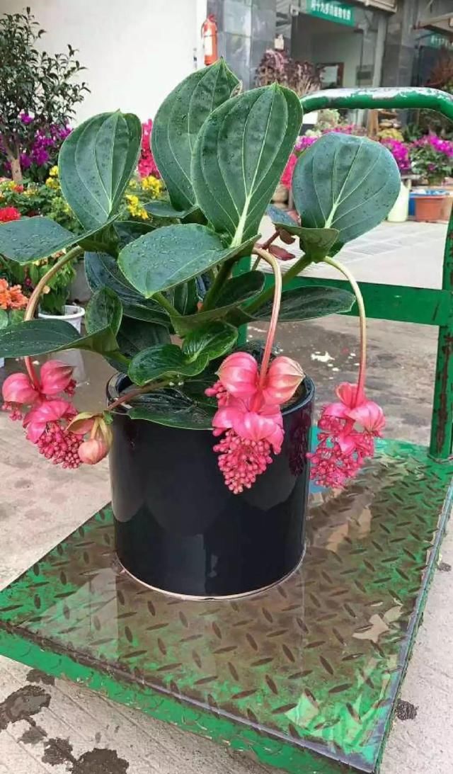 10种过年养的花，花市找不到，谁见了都稀罕