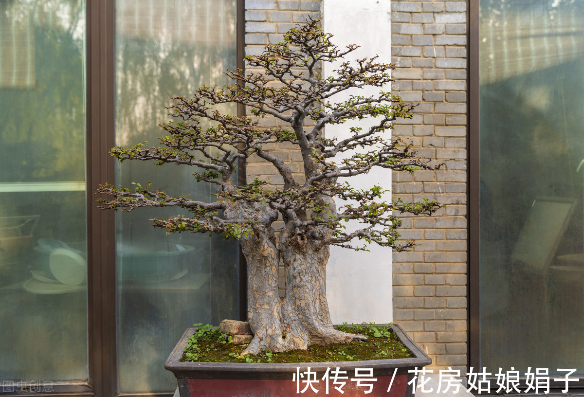 娟子|这3种家中常见“黑色物质”，在花盆里铺一层，养啥花多会很旺