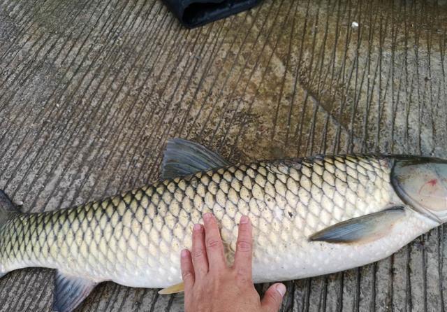 钓位|夏天野钓草鱼全攻略，钓位最重要，饵料岸边就有