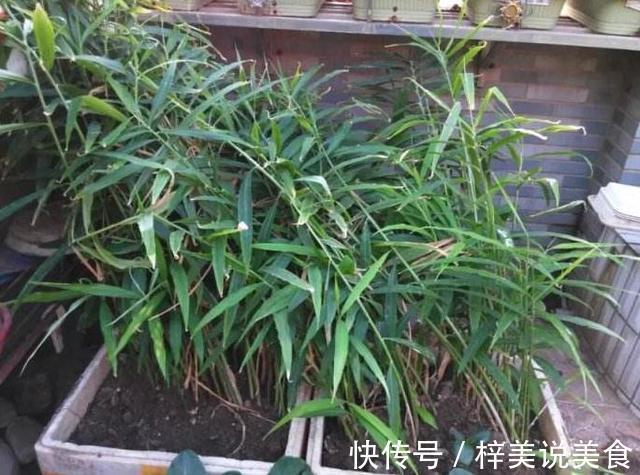盆栽生姜，把“姜崽”丢盆里，8天出芽，1年后长出一桶“姜山”