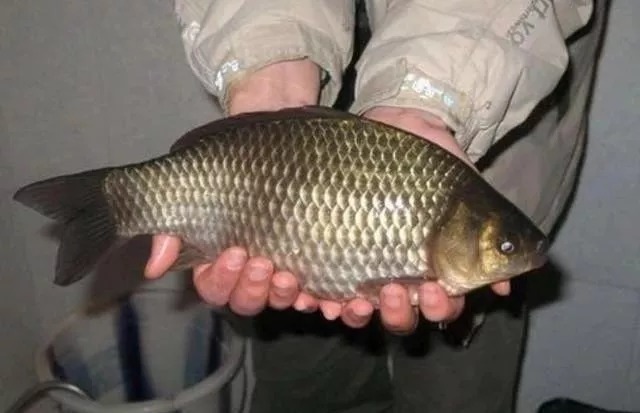 冬季别用蚯蚓,“3招”是钓鱼的关键,用上渔获翻2倍,越冷越上钩