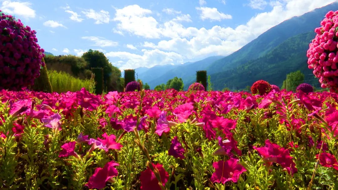 花卉|甘南迭部县：打造白龙江旅游风情线 描绘迷人新画卷