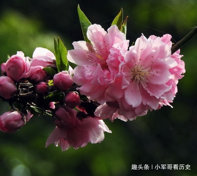 极品|此花是桃花中的极品,树姿优美花姿迷人,具有消除仇恨的意思