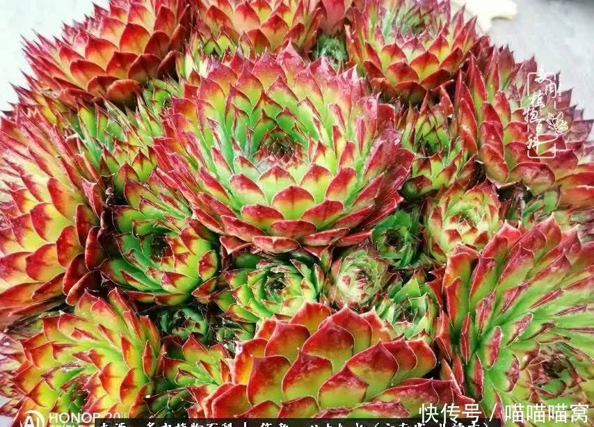 多肉|你是爱,是暖,是希望,你是人间四月天!