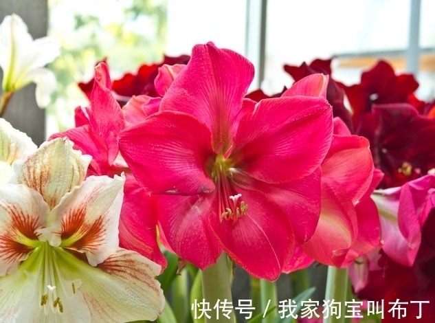 鸡蛋壳|要想盆栽花卉长的旺,万能土不能少