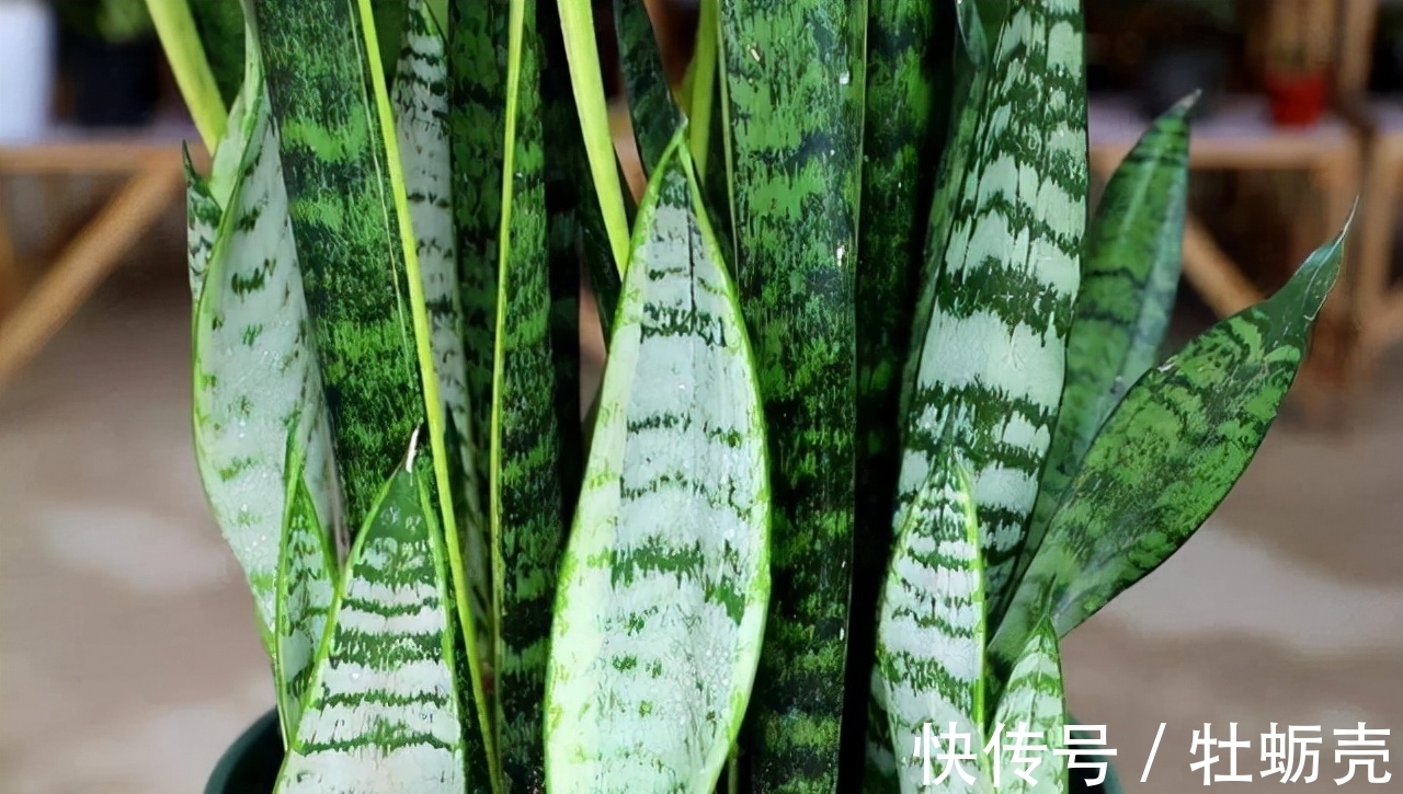 水仙花|这6种花不能长太高，一长高就得赶紧剪，越矮才能越漂亮