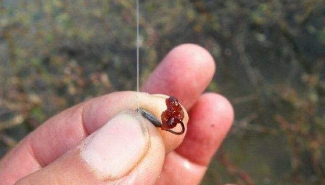 渔具|渔具店碰到这饵我从不放过,好用还便宜,简单加工后,板鲫特爱吃