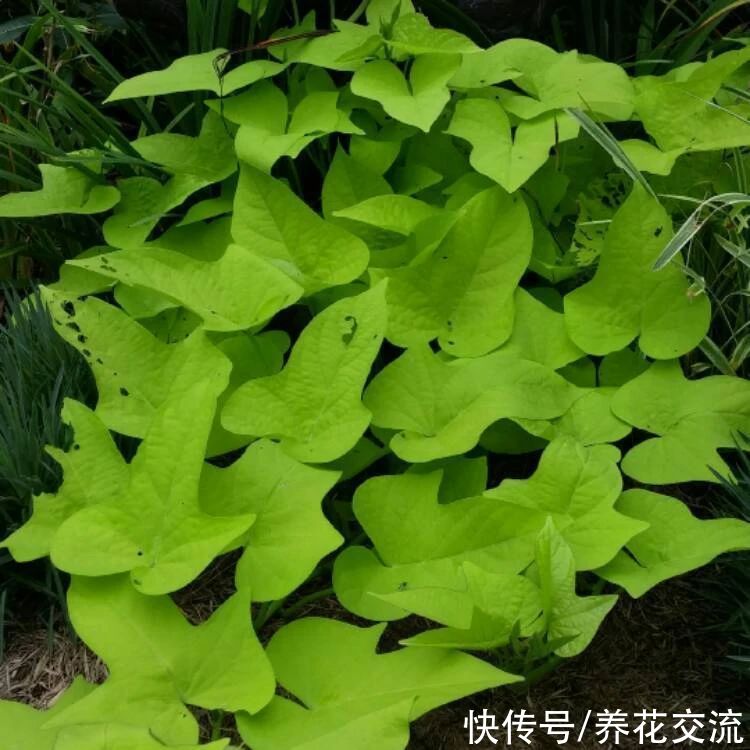 叶色|叶色丰富的观赏红薯，适合养成盆栽，开的喇叭状花朵很罕见