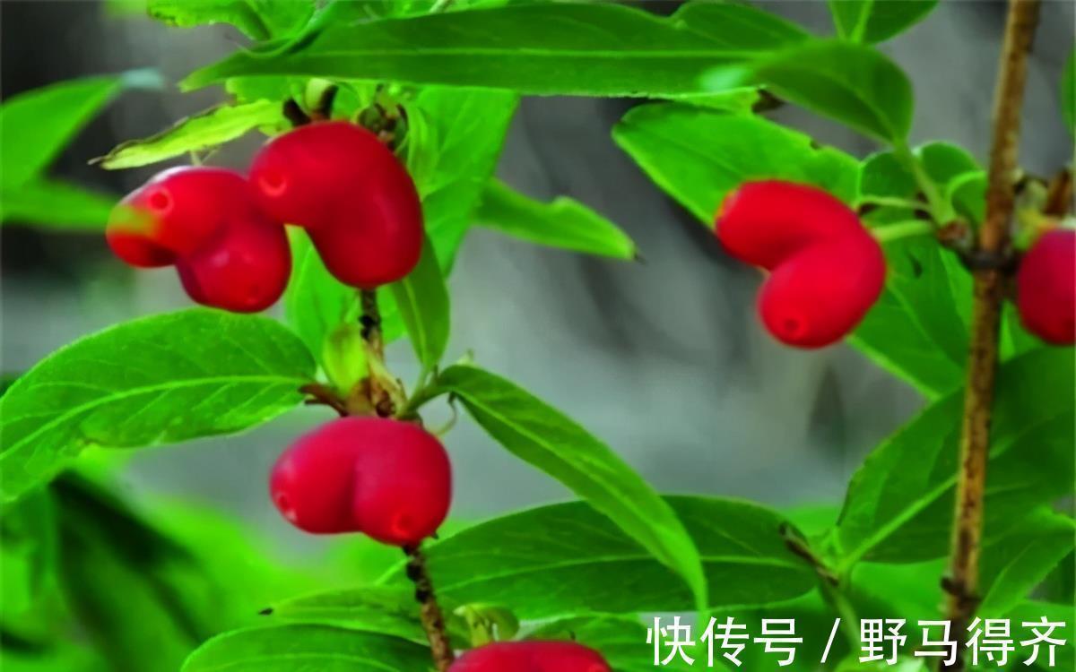 排毒|聪明女性爱吃3种食物,排毒养颜、延缓衰老,好处多多!