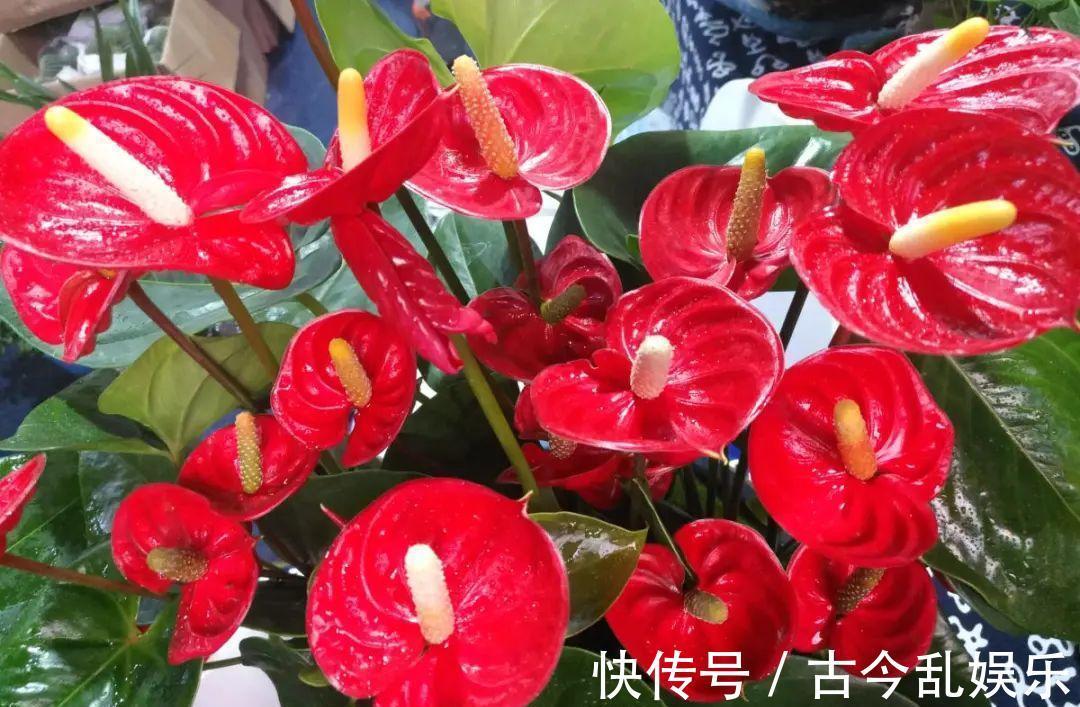 天竺葵|适合秋天养的12种花,耐阴又耐寒,秋冬长得更精神