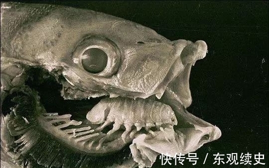 一男子河边钓鱼,扒开嘴巴看看,顿时瘫在地上