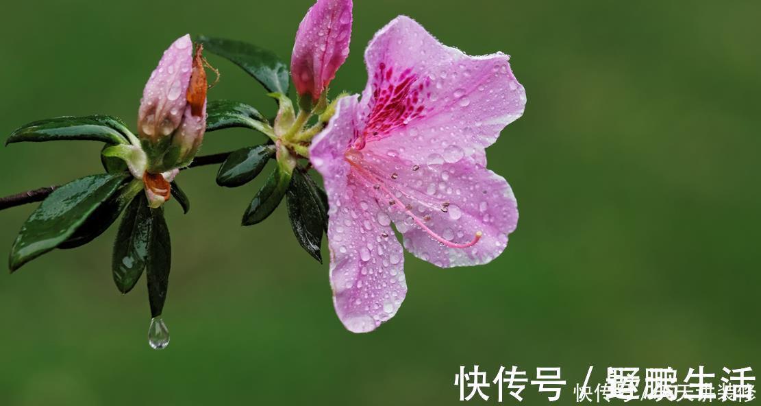 名花|中国传统十大名花你知道多少？各有千秋，看过后就像拥有！