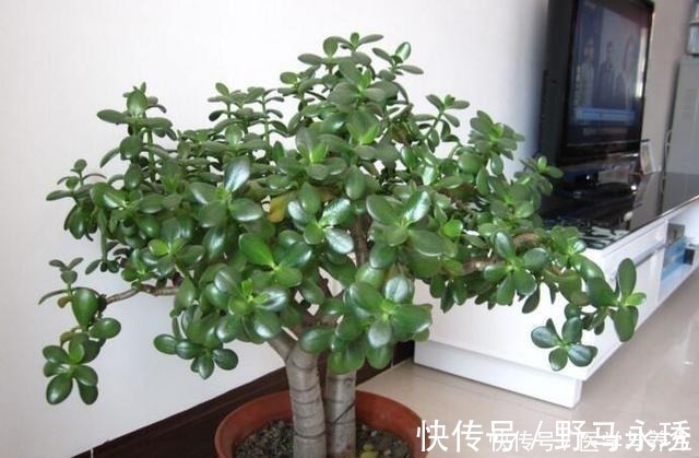 玉树|什么长寿花、富贵竹都不如养这“4种树”,寓意吉祥,越养越值钱!
