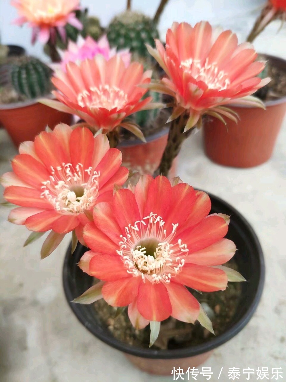 常见的2种花，夏天多“切几刀”，才能呼呼冒“新芽”，翻倍的长