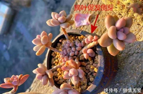 多肉养成“独杆司令”莫慌，做好这4步，侧芽猛长，爆盆不难！