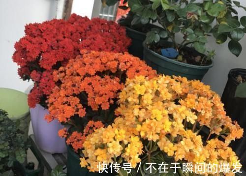 腐叶土|3种“废物”捡回家，扔花盆里，土肥的流油，养花猛长不含糊