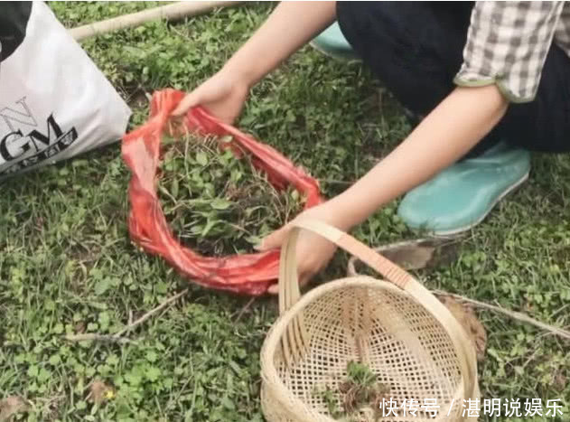 野菜|农村一种“天价”野菜，一斤要卖上百块，还是稀罕物，你认识吗