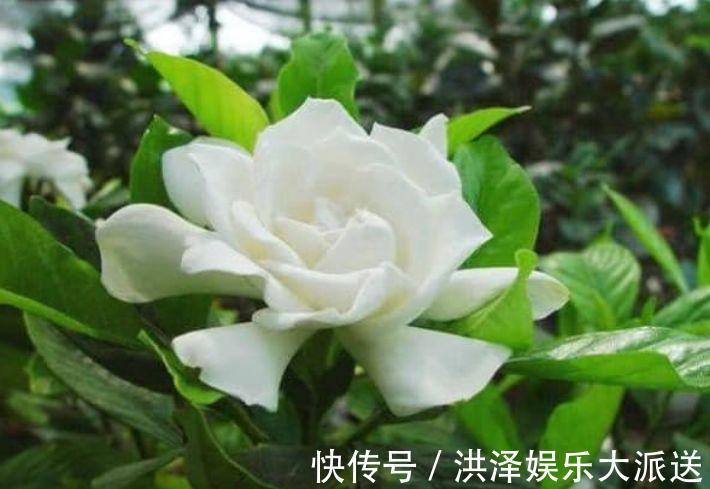 最适合新手养的4种花，沾土就能活，开花就爆盆，不易生病好养护