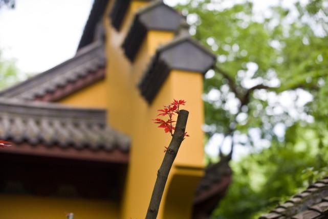 紧挨灵隐寺还有一座寺庙，1600年历史还不用门票，很多游客不知道