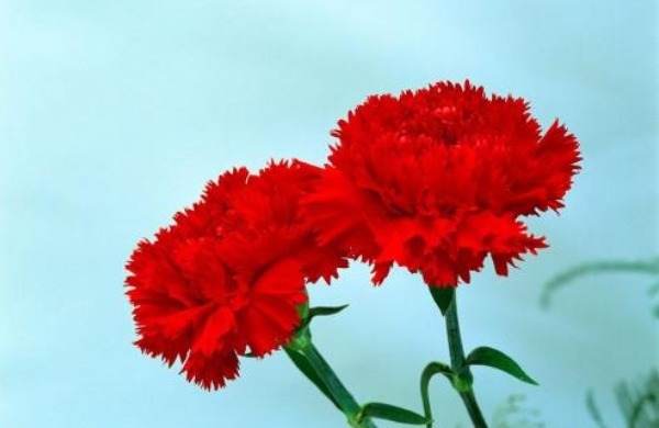 康乃馨不开花注意这个“细节”，花繁色艳不易枯，全年都能赏花