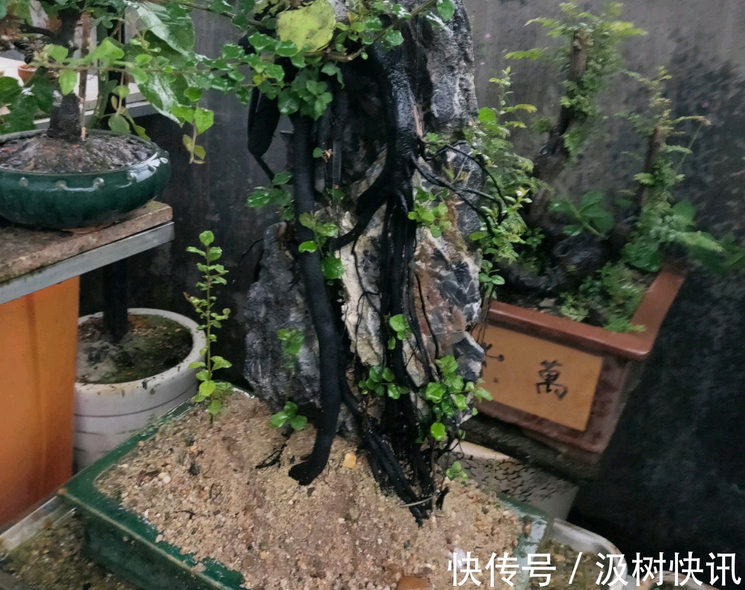 施肥烧苗掉光叶的金弹子盆景怎么办素沙深埋生根不难