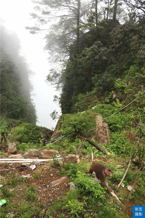 峨眉山上有一群猴，天不怕地不怕的山大王，常年横行霸道欺负游客