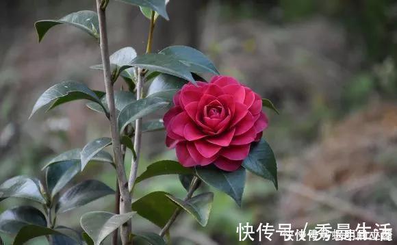 花中娇客|中国传统名花“花中娇客”,30种茶花一开,美了十里八乡