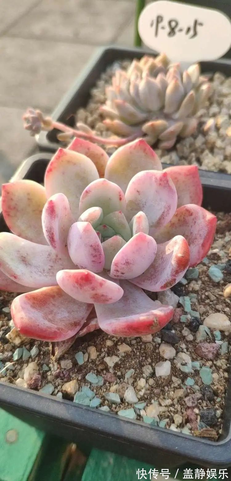 多肉是戒不掉的瘾!多肉小白入坑一年小记!