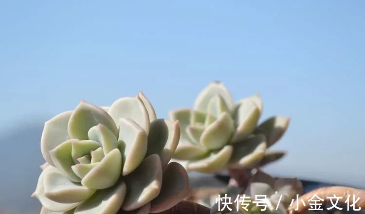 以阳光为滤镜,蓝天为背景,期待拥抱春天,拥抱自然!