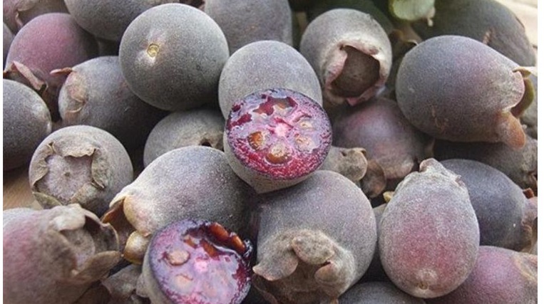 山棯子|每天当零食吃几颗,能美容养颜,养血止血,手脚不再冰凉