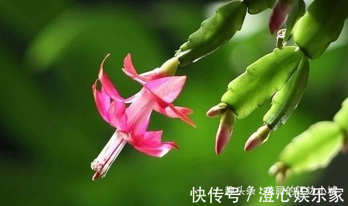 养花|蟹爪兰怎么养才好,教你2个小技巧,花苞冒不停,一连开花几个月