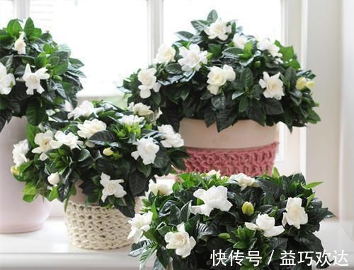 复合肥|“细菌”不喜欢的“3种花”，多养几盆，家里香喷喷，心情美美哒