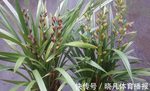 老师傅养兰花和君子兰从不乱施肥,就用三种,这才叫经验