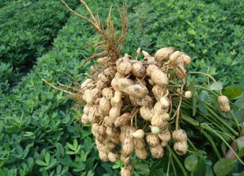 同龄人|花生配上一物,血压降了,记忆力增强了,看起来比同龄人更显年轻