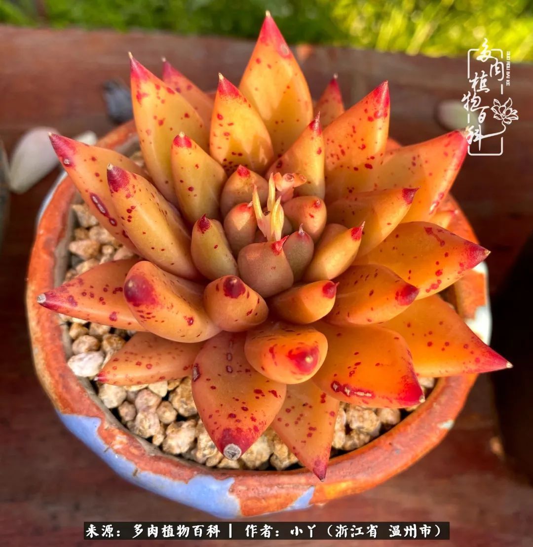 祖上无院家里无矿，一腔浪漫情怀付诸楼顶造花！