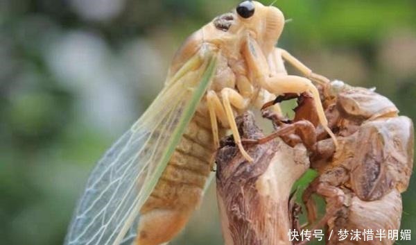 “知了猴”真是营养美食吗为什么树洞里的蚂蚁不吃“知了猴”