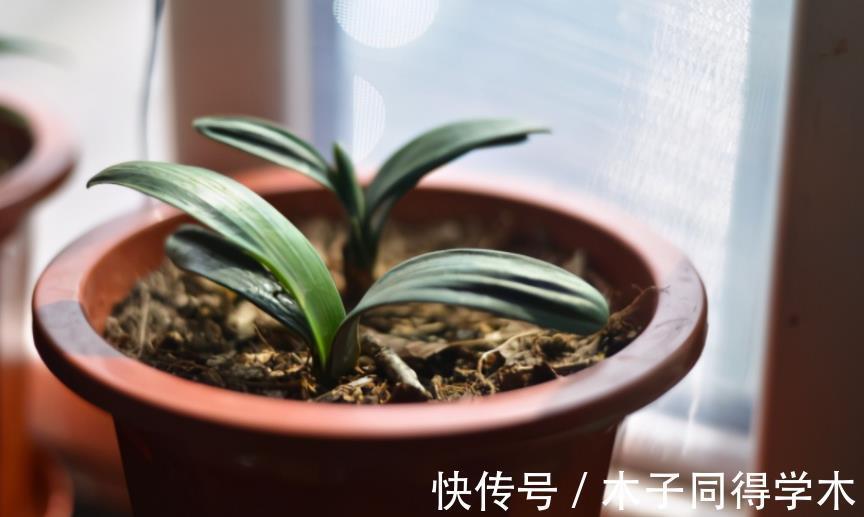 植物|路边随意挖来的松针土,该怎么处理拿来养花?