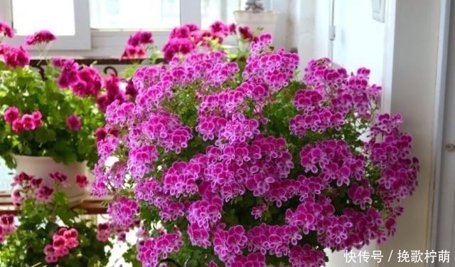 养花|欧洲最流行的阳台花卉,花色艳丽,三季开花,极易爆盆,养花选它!