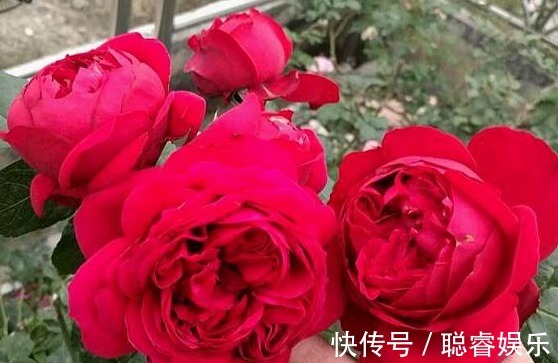 3种月季花,耐热又抗病,夏季湿热的地方也可以养,开花多还漂亮