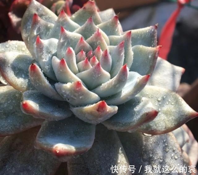 夏天养多肉,有2点容易被忽视,做好了个个长得胖,有精神!