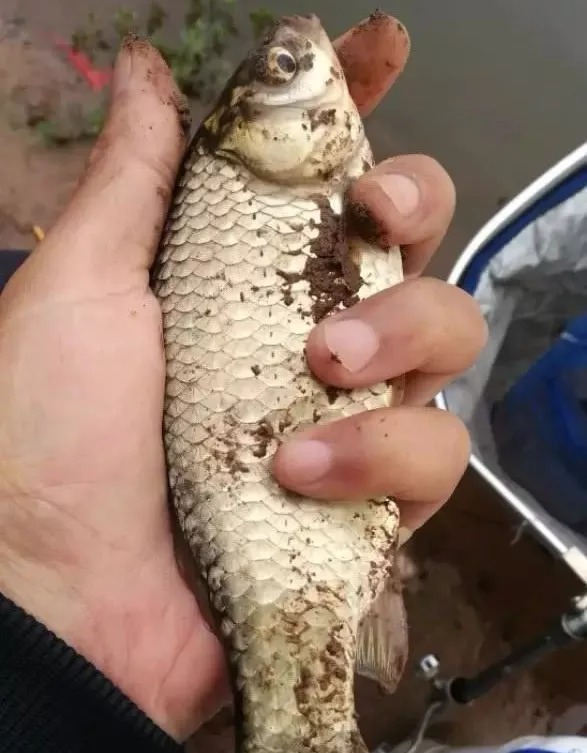 深水|冬钓深?钓浅?这几个实战经历,能让你的冬钓技巧提升2个档次