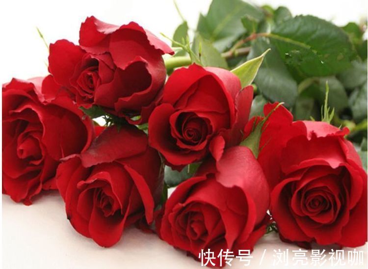 喜欢菊花，不如养盆“精品玫瑰”卡罗拉，红艳似火，美艳优雅